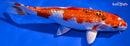 8.25" GINRIN YAMATO NISHIKI