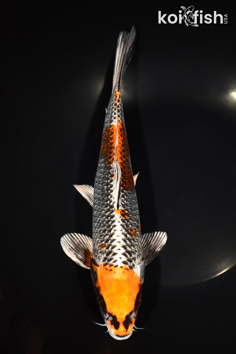 11" BENI GINGA