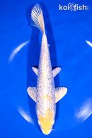 8.5" GINRIN LEMON HARIWAKE