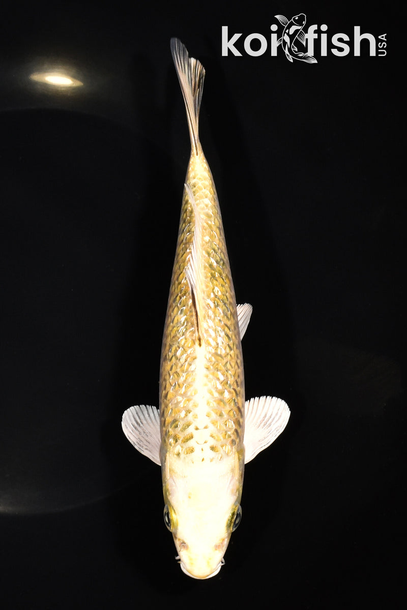 7.25" GINRIN KUJAKU