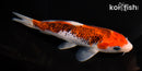 6" GOSHIKI