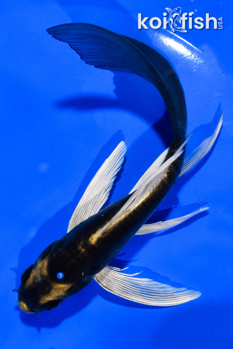 5.5" KABUTO BUTTERFLY