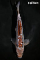 9.75" DOITSU OCHIBA SHIGURE