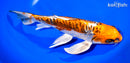 9.75" DOITSU KUJAKU BUTTERFLY