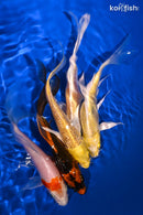 PACK OF (5) 4.75-5.25" BUTTERFLY KOI