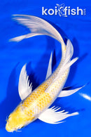 8.75" LEMON HARIWAKE