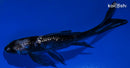 4.5" GINRIN BENI MATSUKAWABAKE BUTTERFLY
