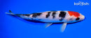 7.25" SANKE