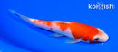 6"KOHAKU