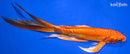 7.5" DOITSU ORENJI OGON BUTTERFLY