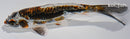 6.5" BENI KIKOKURYU