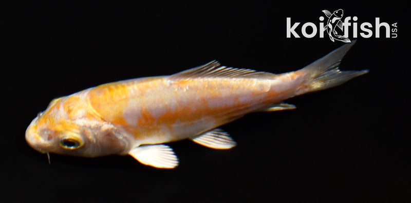 3.75" DOITSU HARIWAKE