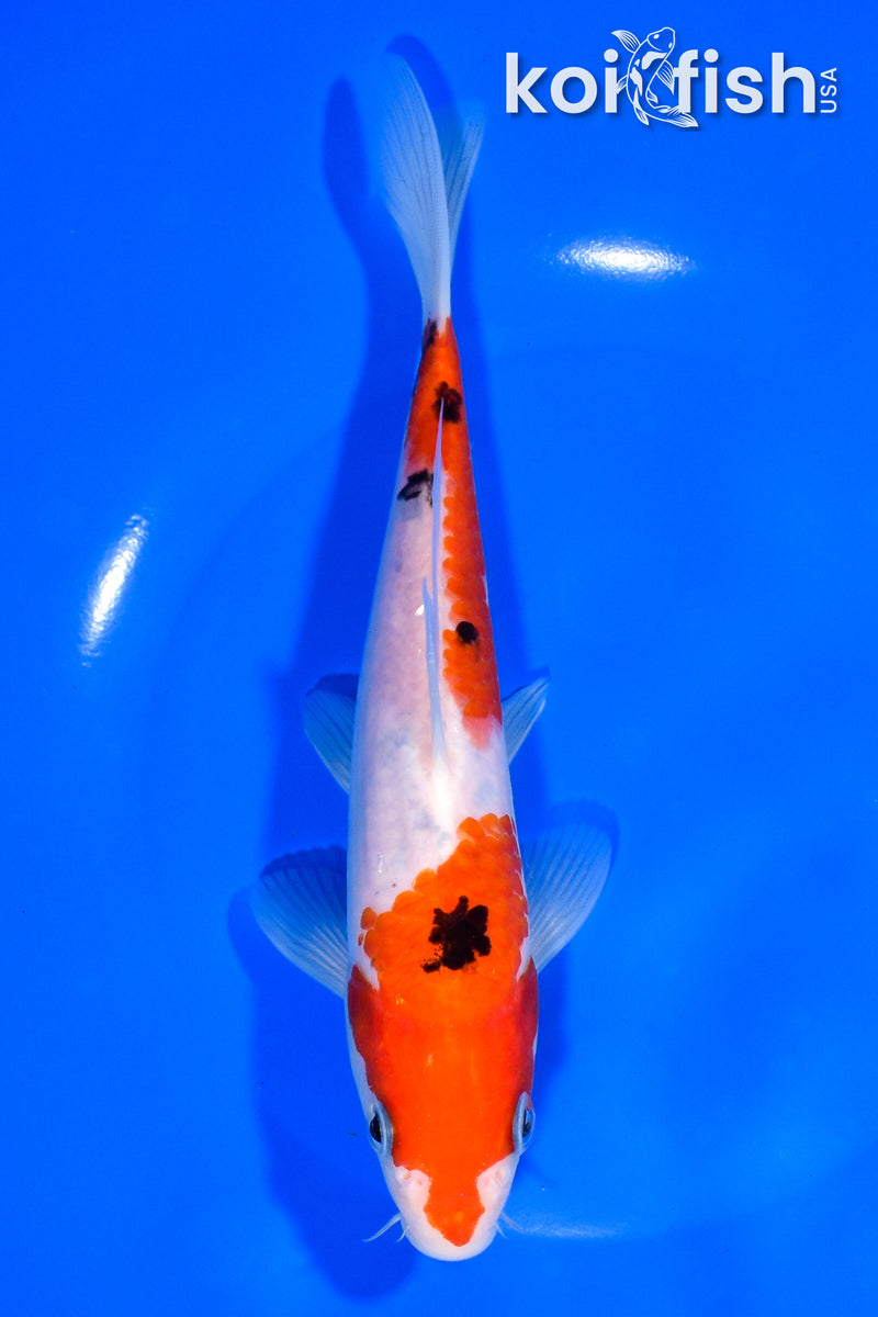 7.75" SANKE