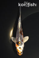 5" ARAGOKE BENI KIKOKURYU