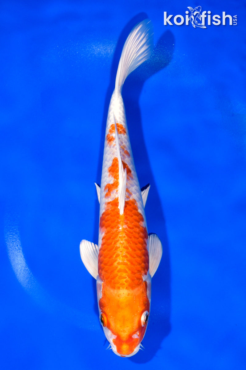 11.75" HARIWAKE