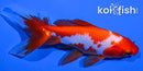 5" WATONAI GOLDFISH
