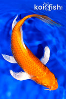 8.75" ORENJI OGON BUTTERFLY