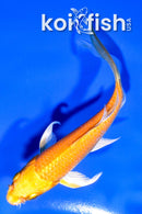 4" YAMABUKI OGON BUTTERFLY