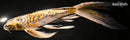 10.25" GINRIN KIN KIKOKURYU BUTTERFLY