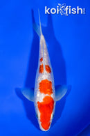 6" GINRIN KOHAKU