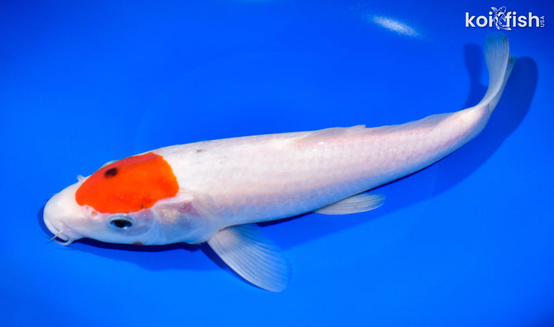 11.5" TANCHO KOHAKU