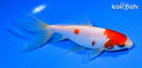 5.75" SARASA WAKIN GOLDFISH