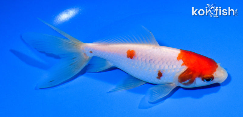 5.75" SARASA WAKIN GOLDFISH