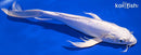 10.5" DOITSU PLATINUM OGON BUTTERFLY