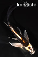 6.25" BENI KIKOKURYU BUTTERFLY