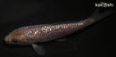 4.25" GINRIN SORAGOI