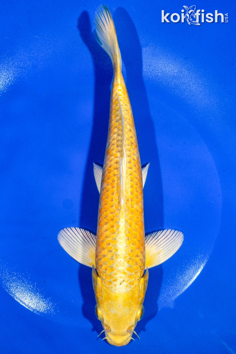 8.5" YAMABUKI OGON