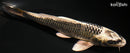7.75" GINGA