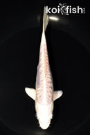 6.25" ARAGOKE PLATINUM OGON