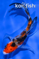 4.5" SANKE BUTTERFLY