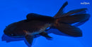 4.25" ORANDA GOLDFISH