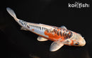7.75" ARAGOKE HI SHUSUI