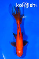 5.75" WAKIN GOLDFISH