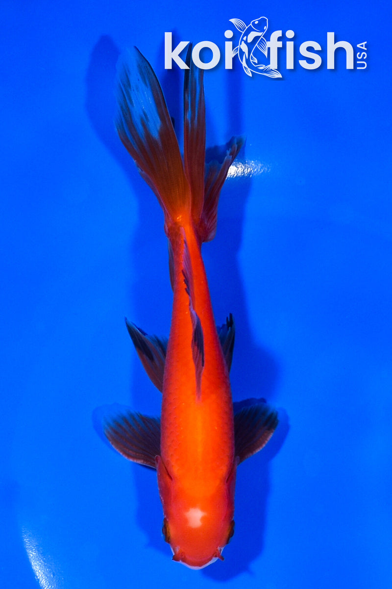 5.75" WAKIN GOLDFISH