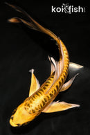 7.5" KIN KIKOKURYU BUTTERFLY