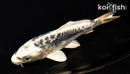 5.5" ARAGOKE KIKOKURYU