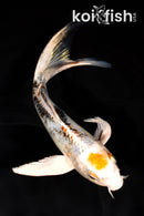 7.25" YAMATO NISHIKI BUTTERFLY