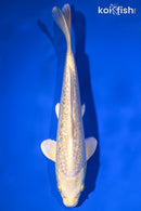 9" GINRIN YAMABUKI OGON