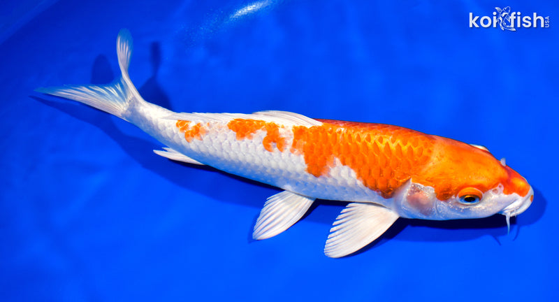11.75" HARIWAKE