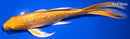 9.25" GINRIN YAMABUKI OGON BUTTERFLY