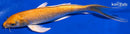 8.75" YAMABUKI OGON BUTTERFLY