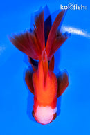 5.5" ORANDA GOLDFISH
