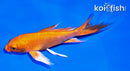 4" ORENJI OGON BUTTERFLY