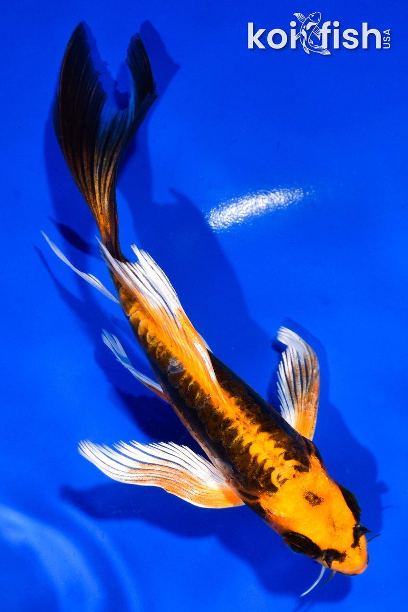 5" DOITSU ORENJI MATSUBA BUTTERFLY