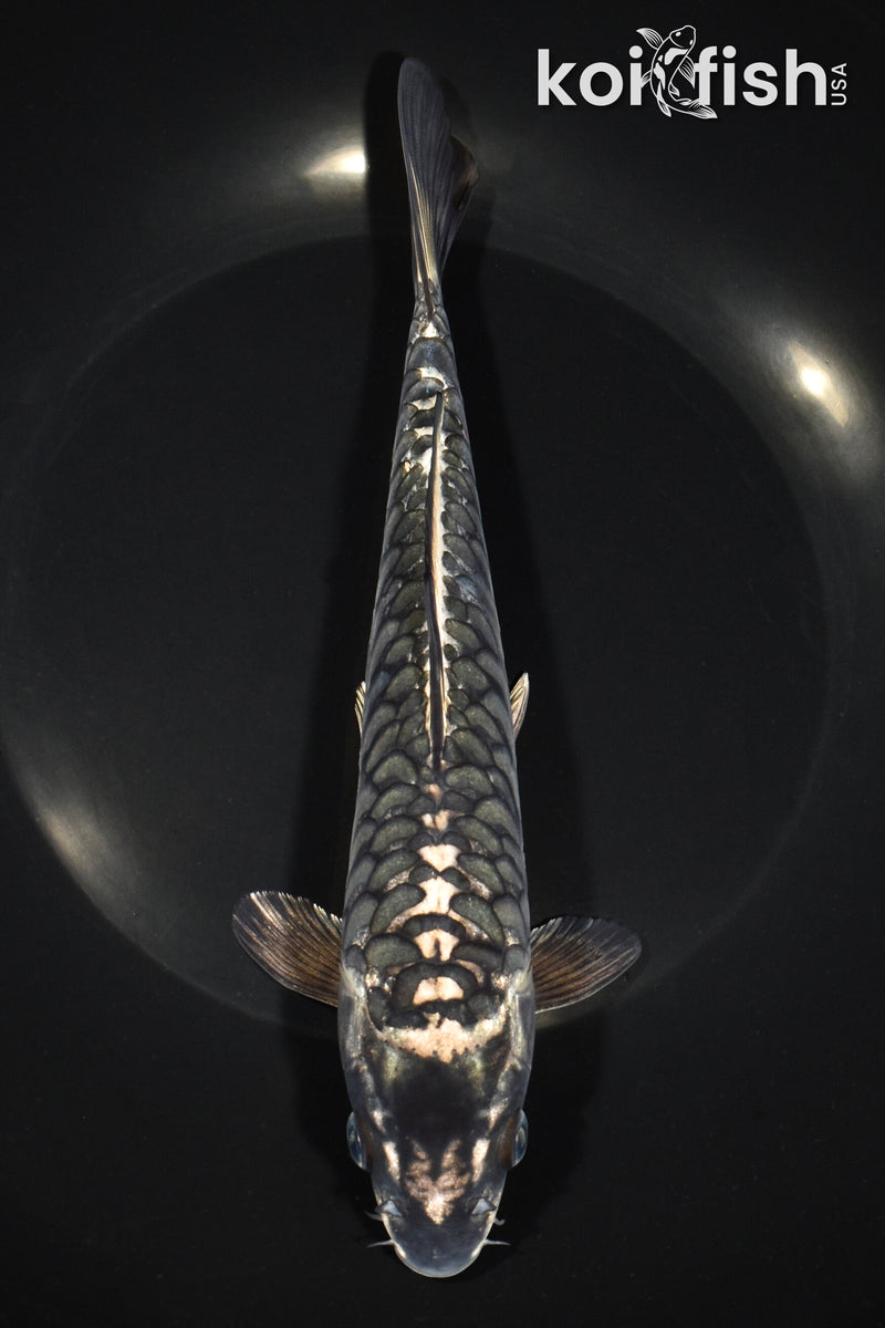 8.5" KIKOKURYU