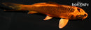 4.25" KIN ORENJI MATSUBA